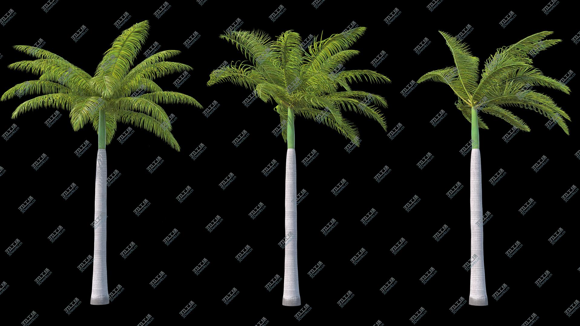 images/goods_img/2021040163/3D Palms Royal 04 model/2.jpg